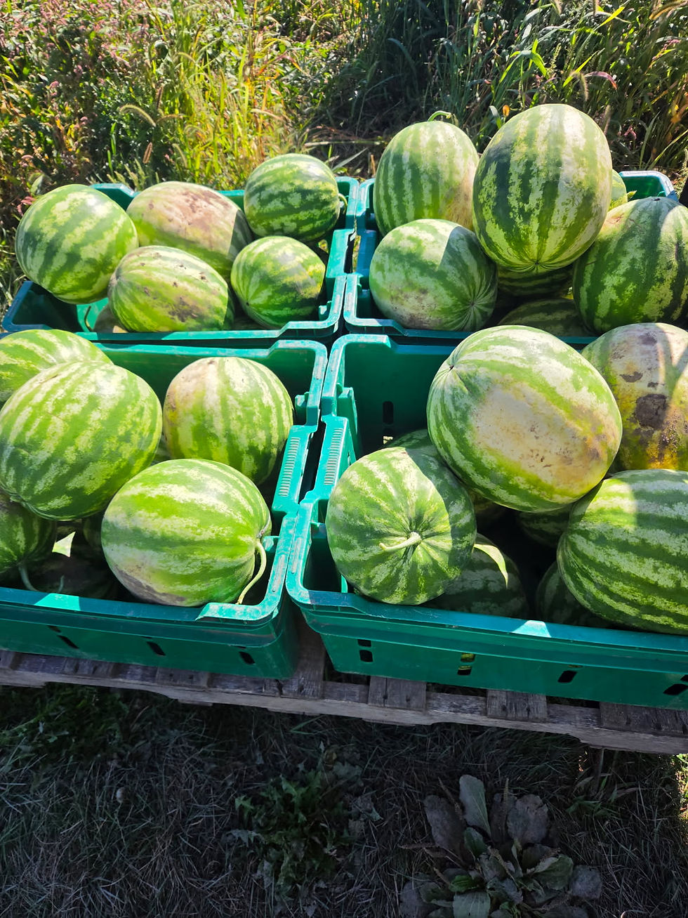 CSA Newsletter -- Week 11
