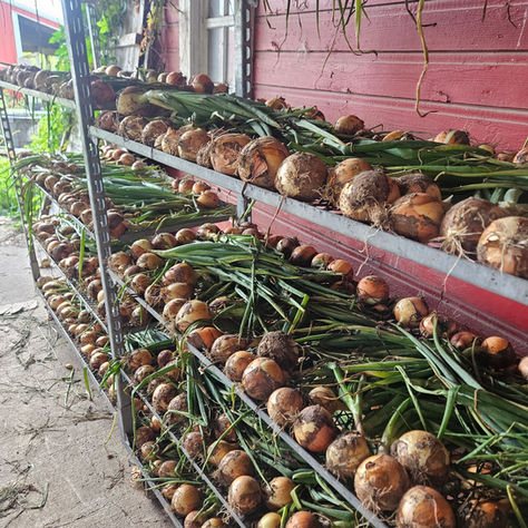 CSA Newsletter -- Week 10