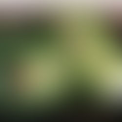 Chicken Avocado Lettuce Wraps