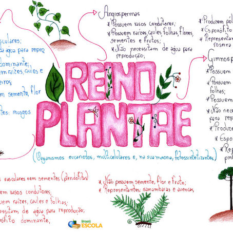 Reino Metaphyta ou Plantae
