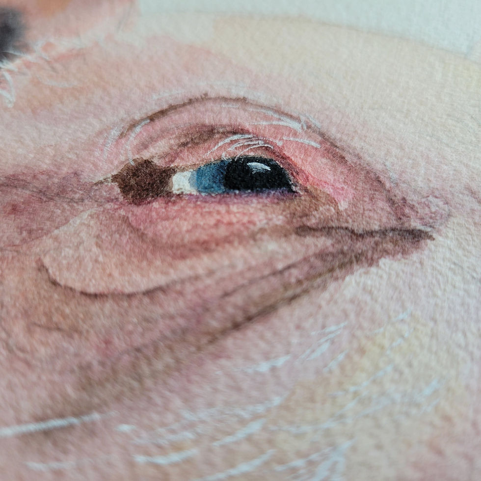 Thumbnail: Pig Original  Watercolor