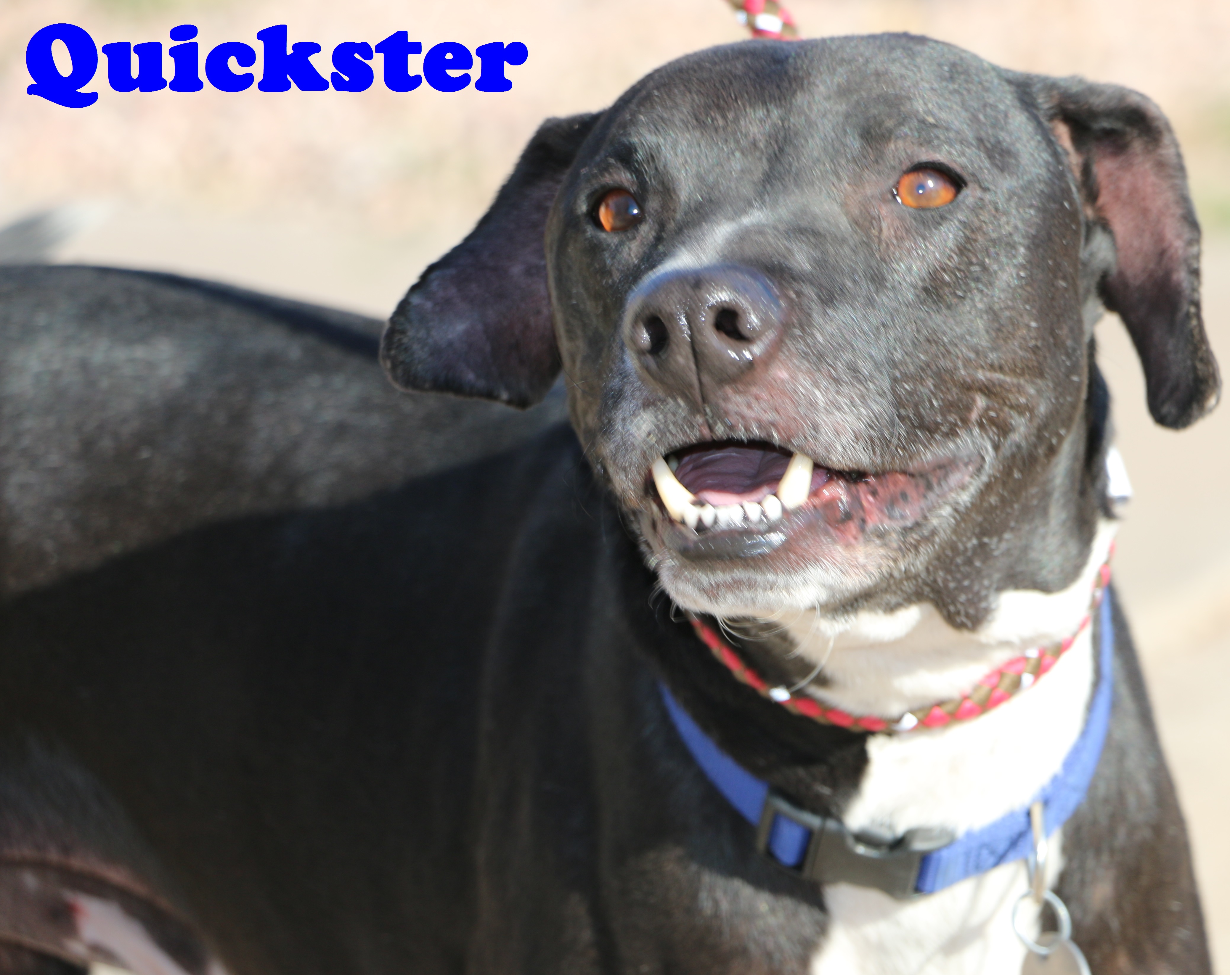 Quickster