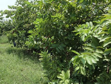 Co2 Neutralization: The Second Best