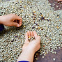background coffee bean sorting process arabica coffee bean sorting concept hand harvest.jp