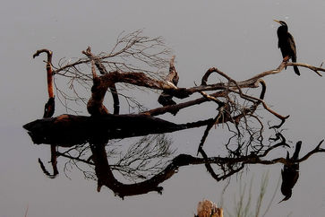 OFP AS005-S01 Early morning reflections on the Swan River, Garvey Park, Ascot.JPG