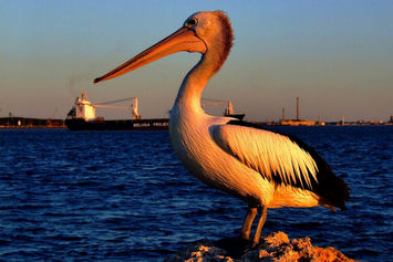 OFP WP005-S01 Pel the pelican, Woodman Point, Cockburn.jpg