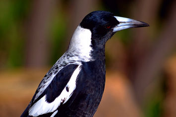 OFP RE006-S01 Mr. Mags, Araluen Botanic Park, Roleystone.JPG