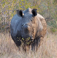 Rhino south africa_edited.jpg