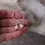 Thumbnail: Fresh water pearl sterling silver dangle earrings