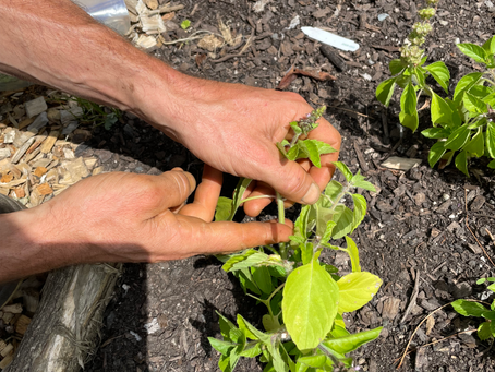 Tulsi Basil for Brewing