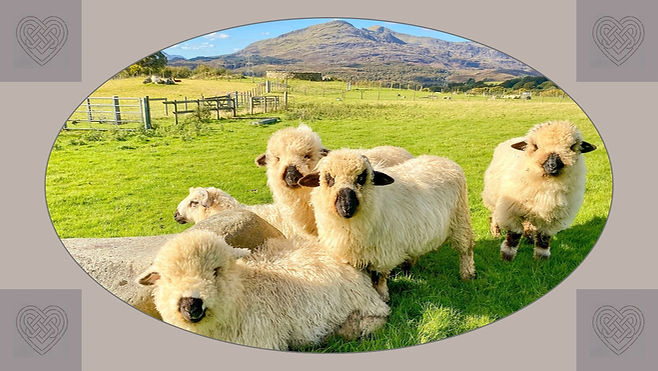 Cutest sheep in the world Gwylia Fferm - Tyddyn du - Farm Holidays. Dog friendly accommodation in North Wales. Hotel close to Snowdon. Cottages central Snowdonia Eryri. highly recommend traniquility and peaceful location