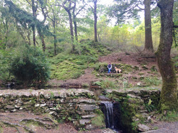 Llyn Mair Woodland walk