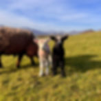 Cute twin ryeland lambs at Snowdonia Holidays Tyddyn du Farm. Self catering cottages with mountain v