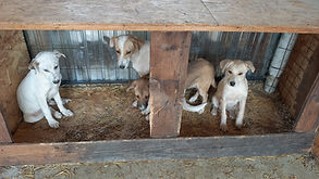 Foster Dambovita 2.jpg