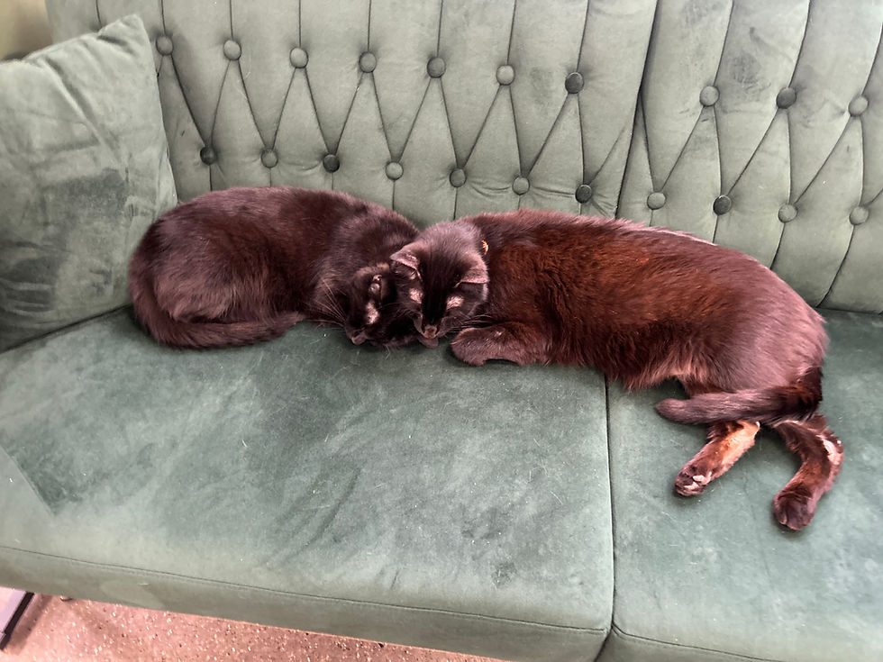 Arya & Onyx