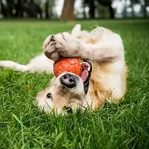 Backyard Dog Care & Boarding Doggie Day Care.webp