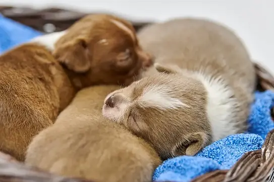 sleeping-puppies.webp