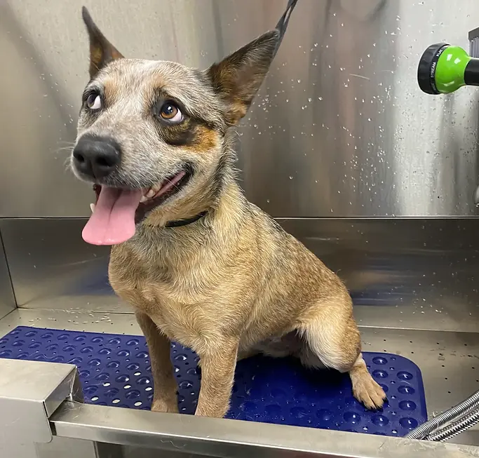 IMG_3226 copy 2.webp