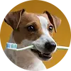 dog-toothbrush.webp
