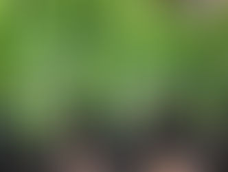 Prefeitura entrega mais de três mil mudas de árvores frutíferas