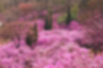 wonmi mountain in Spring