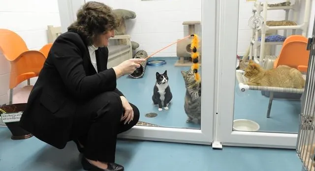 milton humane society