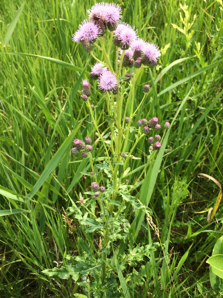 Canada Thistle Control in Natural Areas