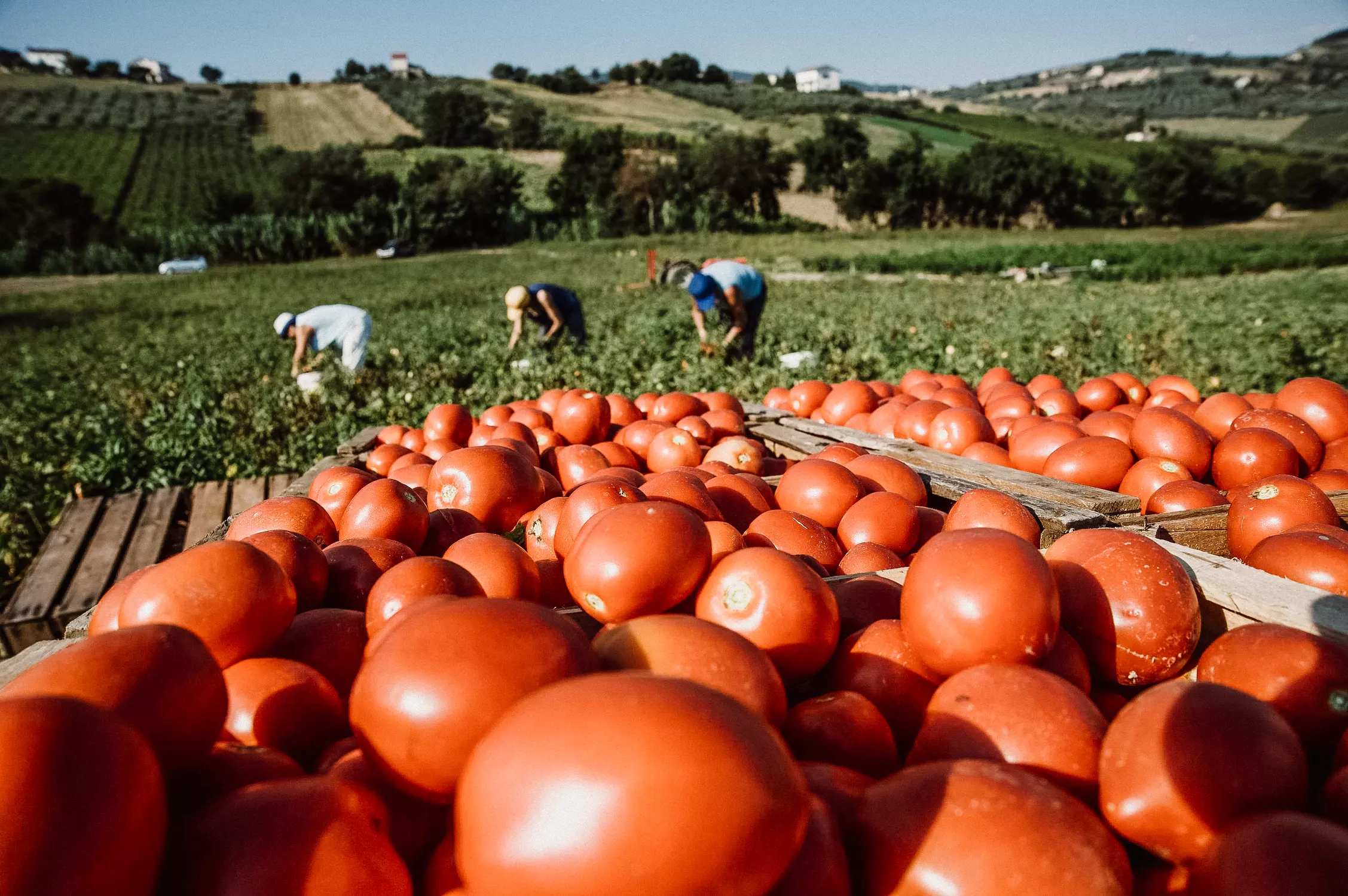 Thumbnail: Tomatensauce alla Napoletana