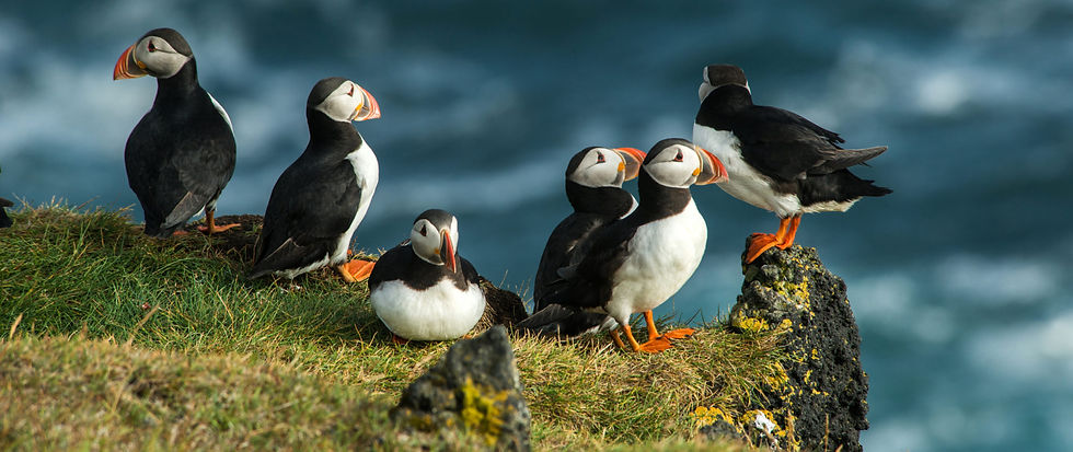 a group of atlantic puffins on a grassy cliff edge