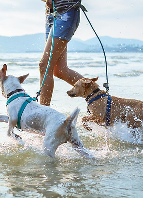 Person playing on the beach shore with two dogs