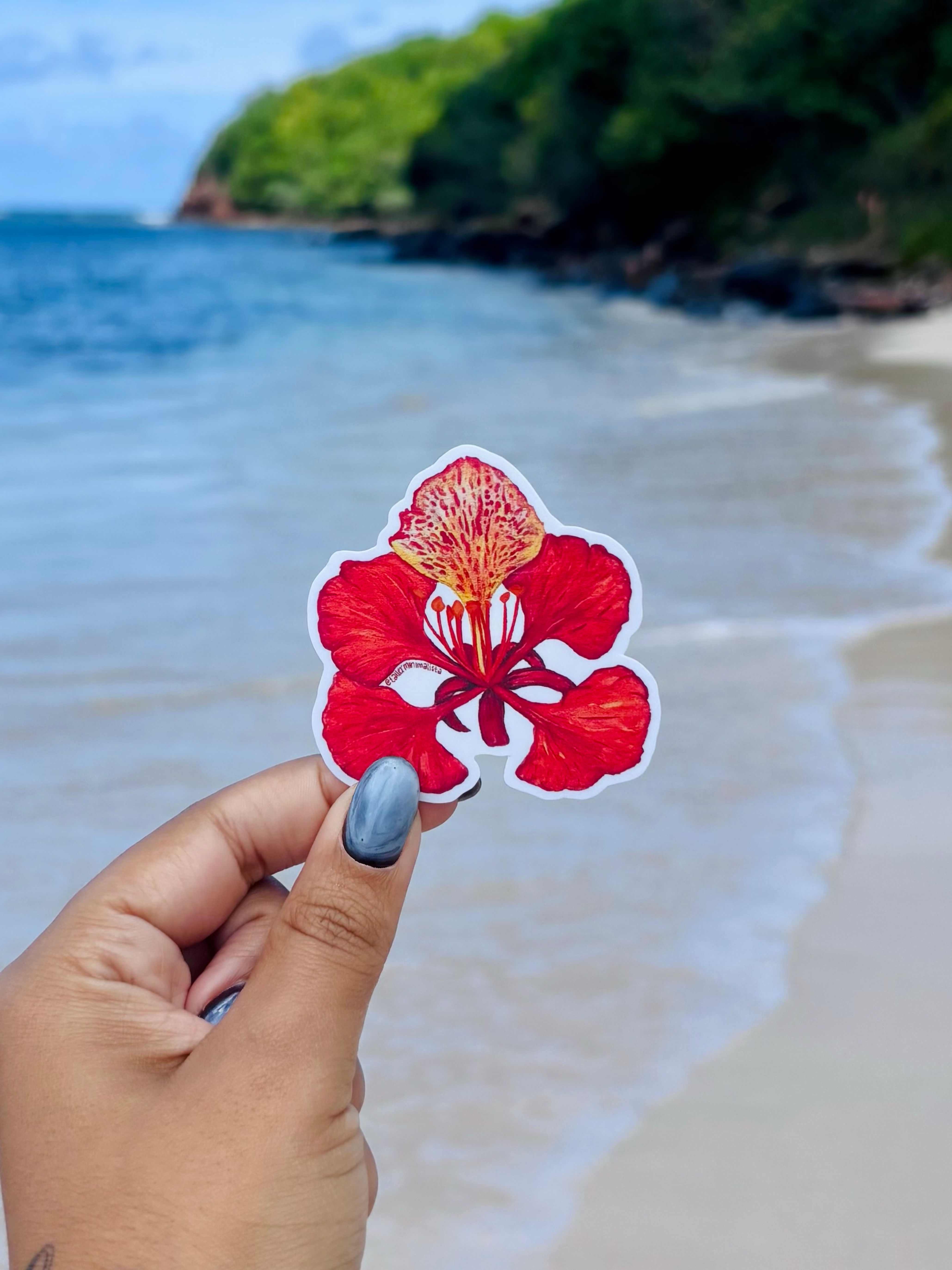 Flor de Flamboyan Sticker