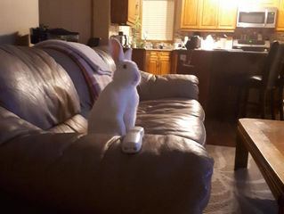 Lucky's Rabbit Foot