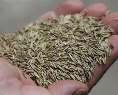 grass seed photo.jpg