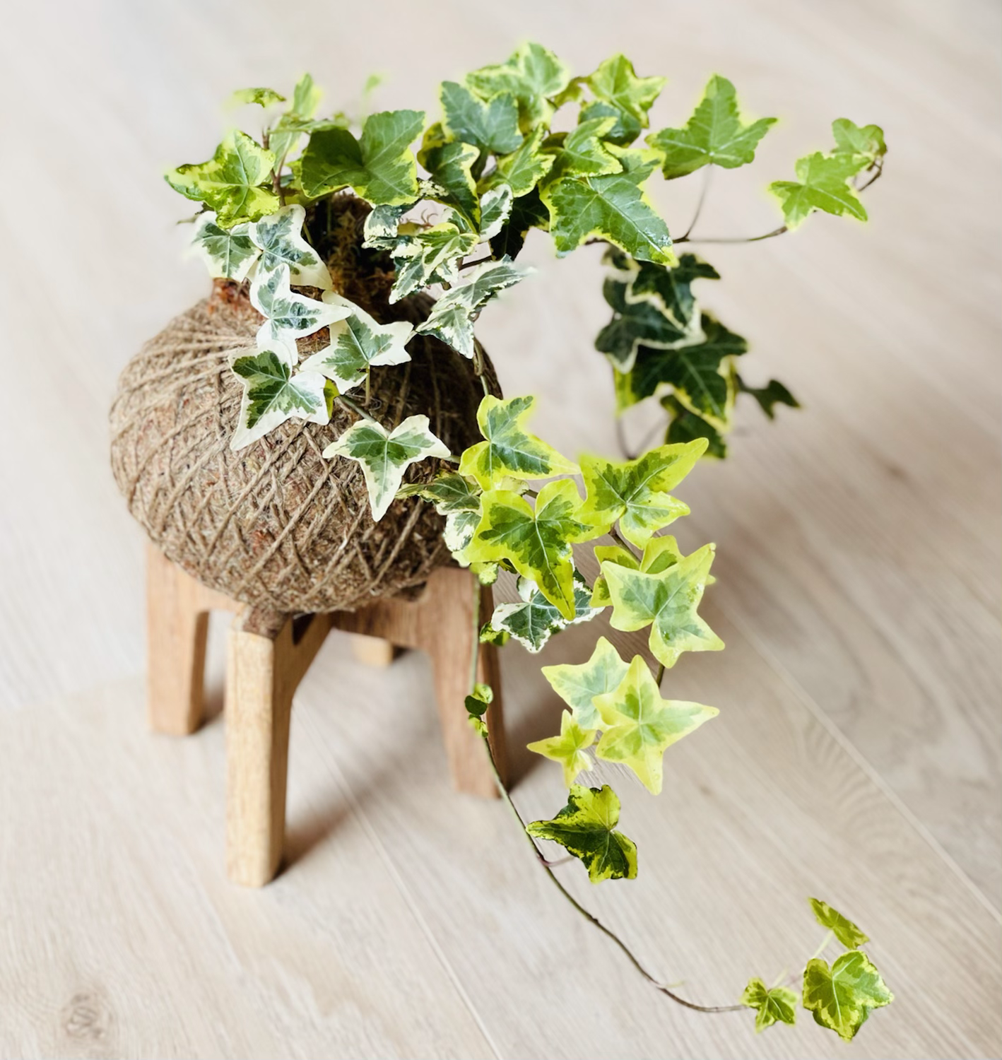 Ivy Kokedama