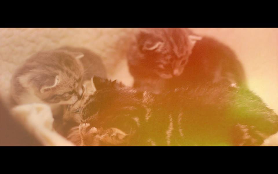 Kittens with effect in Catnip