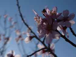 Fleur d'amandier au Printemps