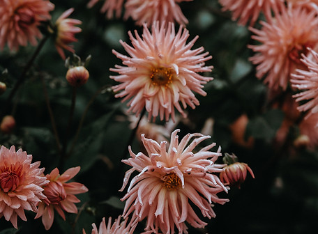In Bloom