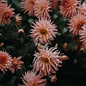 In Bloom