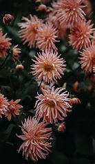 In Bloom