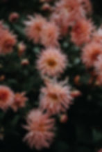 In Bloom