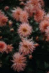 In Bloom