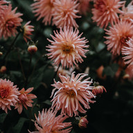 In Blüte