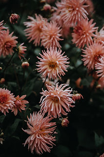 In Bloom