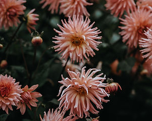 In Bloom