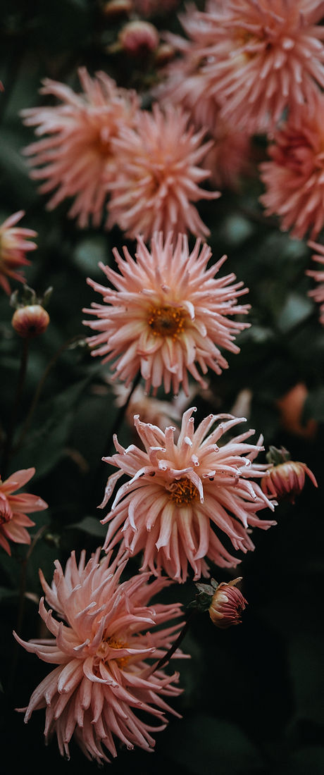 In Bloom