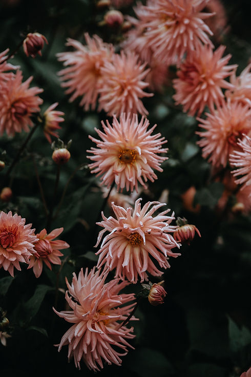 In Bloom