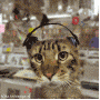 djcat.gif