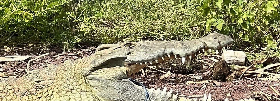 croc kassahun_edited.jpg