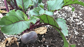 Why Beets Are Considered a Superfood