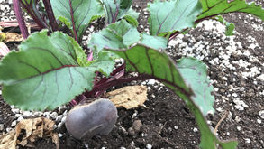 Why Beets Are Considered a Superfood